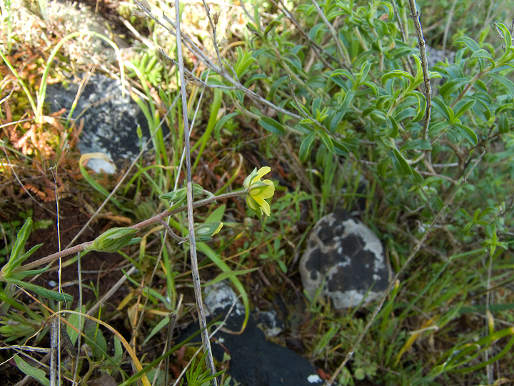 Helianthemum salicifolium?